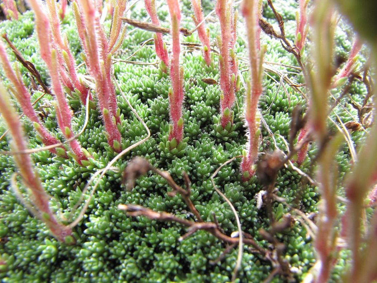 Saxifraga tombeanensis / Sassifraga del Monte Tombea